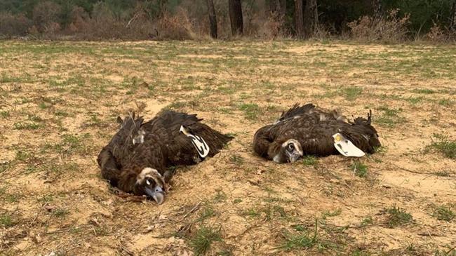 Έβρος: Νεκροί από δηλητηριασμένα δολώματα δύο μαυρόγυπες στο εθνικό πάρκο Δαδιάς