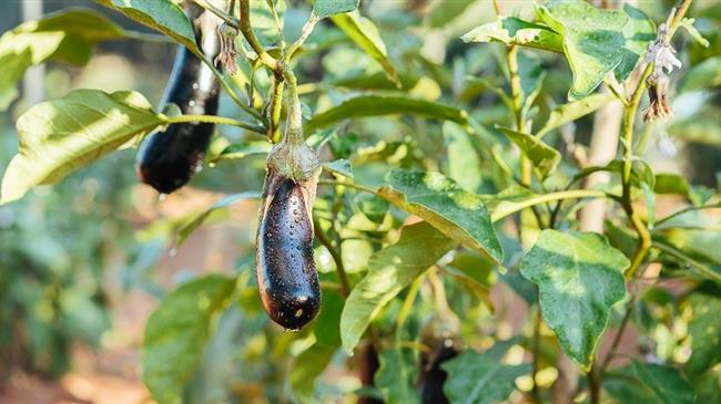 Παρουσία του ιού της ποικιλοχλώρωσης με ρυτίδωση της μελιτζάνας