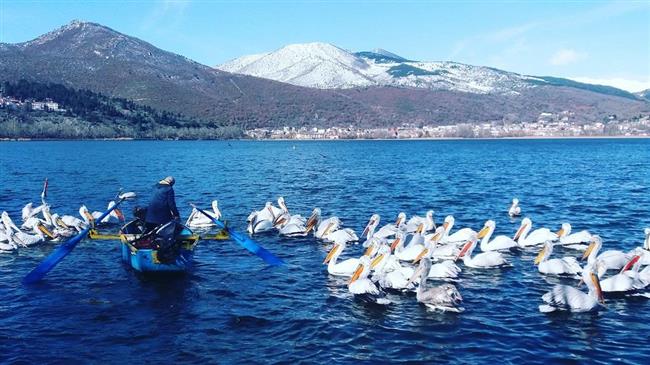 Καστοριά: Νεκροί πελεκάνοι λόγω γρίπης των πτηνών