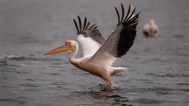 Καστοριά: Αυξημένα μέτρα για την γρίπη των πτηνών μετά το κρούσμα σε πελεκάνο