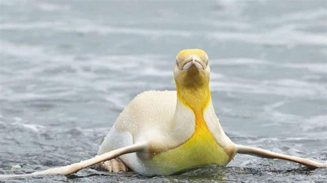 Κίτρινο πιγκουίνο απαθανάτισε ο φακός του Yves Adams