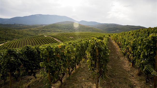 Ηλεκτρονική υποβολή δήλωσης συγκομιδής έτους 2024