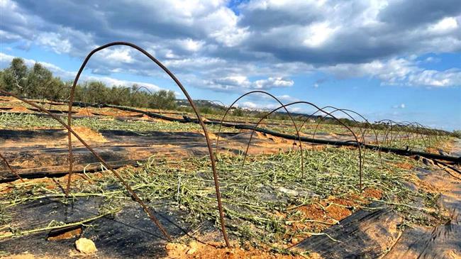 Zημιές από χαλαζόπτωση στην Τριφυλία
