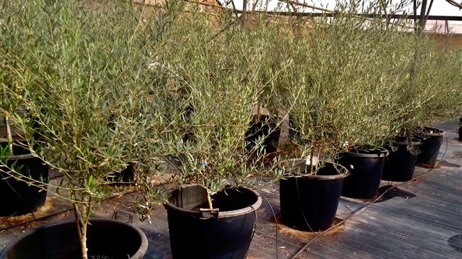 Ξεκινά η διάθεση δέκα πιστοποιημένων ποικιλιών ελιάς στα Φυτώρια