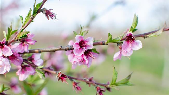 Παρατείνεται η υποβολή αιτήσεων στήριξης έως τις 22 Μαρτίου για το «ΚΟΜΦΟΥΖΙΟ»