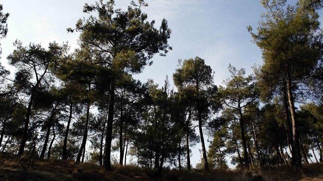 Καθαρίστηκαν τα δύο τρίτα του Σέιχ Σου από τα υπολείμματα υλοτόμησης