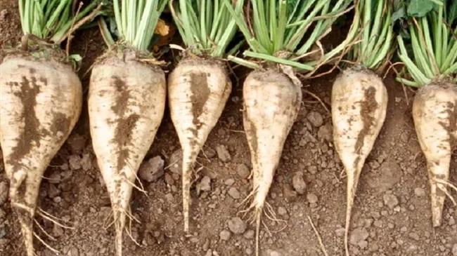 Συνδεδεμένη για τα τεύτλα... χωρίς τεύτλα για ζάχαρη - Δριμύ κατηγορώ από τους αγρότες