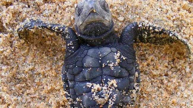 Ισημερινός: Γεννήθηκαν 9 χελωνάκια, που ανήκουν στις υπό εξαφάνιση δερματοχελώνες