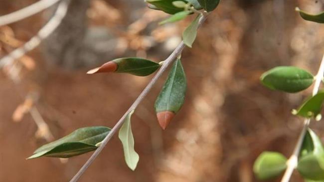 Δήμος Ηρακλείου: Συνεργασία με το Ελληνικό Μεσογειακό Πανεπιστήμιο για την ανίχνευση φυτοπαθογόνου βακτηρίου