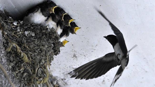 Μυτιλήνη: Με την άνοιξη έκαναν την εμφάνισή τους στο νησί τα αποδημητικά πουλιά για να στήσουν τις φωλιές τους