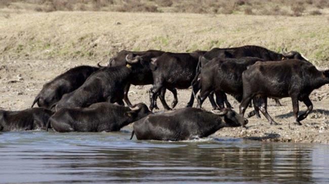 Σε δυναμική τροχιά η βουβαλοτροφία στην Ελλάδα