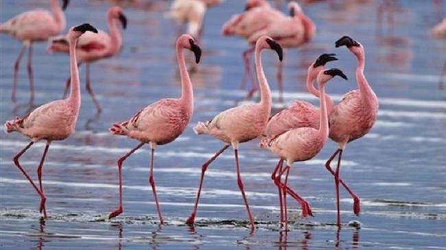 Γέμισε φλαμίνγκο ο υδροβιότοπος της Νέας Κίου