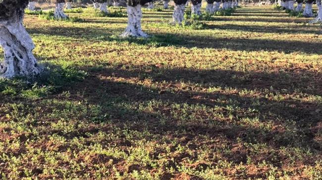 Λιβανός:  Έρχεται η πληρωμή με 70 ευρώ το στρέμμα στην Ελιά Καλαμών