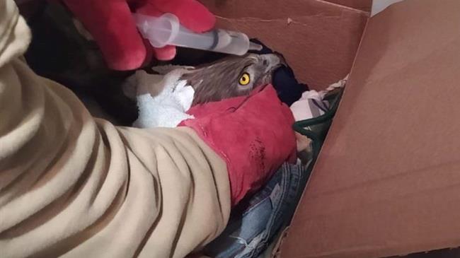 Μυτιλήνη: Διάσωση φιδαετού από μέλη της Προσκοπικής Ομάδας Διάσωσης Άγριας Ζωής (Π.Ο.Δ.Α.Ζ.)