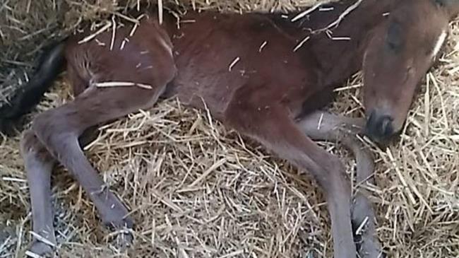 Δεν τα κατάφερε το νεογέννητο αλογάκι που βρέθηκε δίπλα σε κάδο σκουπιδιών