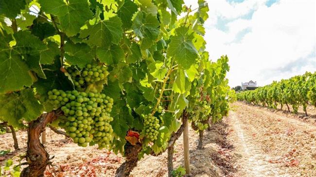 Υποβολή αιτήσεων για ένταξη στο Πρόγραμμα Αναδιάρθρωσης και Μετατροπής Αμπελώνων περιόδου 2025-2026