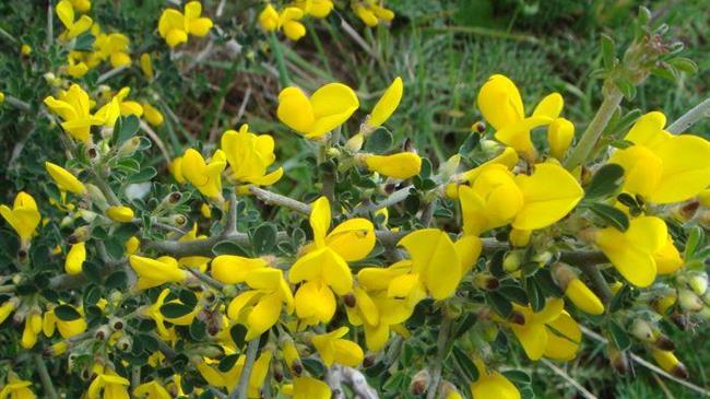 Οι εκτάσεις που καλύπτονται από φρύγανα και ασπάλαθους δεν  χαρακτηρίζονται δάση