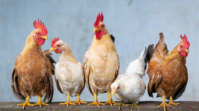 Compassion in World Farming calls on FAO to develop urgent poultry sector reforms as bird flu mutates to mammals and risks new pandemic