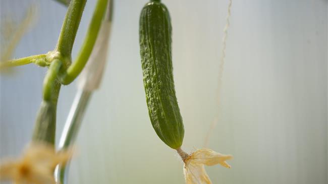 Ασθένειες στα αγγούρια θερμοκηπίου