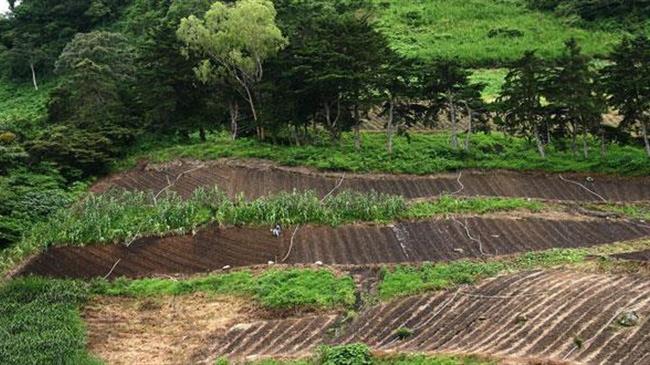 Δασικοί χάρτες: Τι γίνεται με τους τίτλους ιδιοκτησίας σε χωράφια