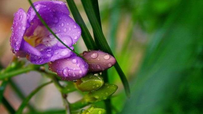 Οικονομική ενίσχυση στα Δρεπτά Ανθή ζητούν οι κρητικοί αγρότες