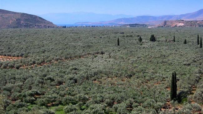 Πληρωμή των δικαιούχων για την Προστασία Παραδοσιακού Ελαιώνα Άμφισσας