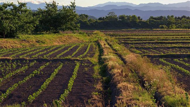 Β. Αποστόλου: Η τελική συμφωνία για τη νέα ΚΑΠ δεν εγγυάται την επιτυχή εφαρμογή της για τους Έλληνες αγρότες