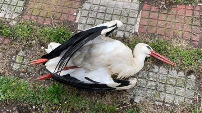 Νεκρός πελαργός στην Τ.Κ. Βαλτονέρων του Δήμου Αμυνταίου