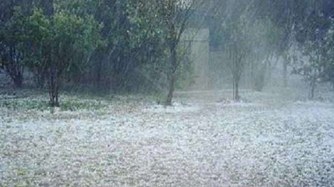 Νίκας: Ζητά εκσυγχρονισμό του κανονισμού του ΕΛΓΑ