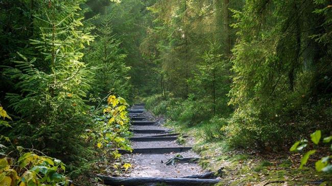 Ο «Δεκάλογος» για την προστασία των δασών