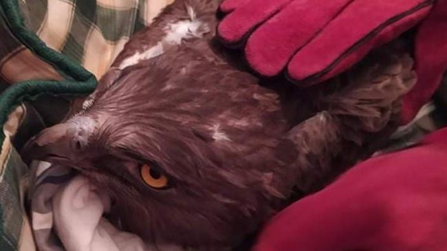 Η σωτηρία ενός φιδαετού από τους Προσκόπους της Λέσβου