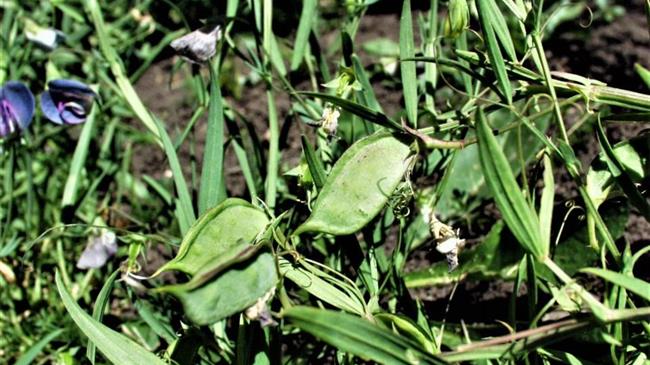 Ασθένειες στο λαθούρι