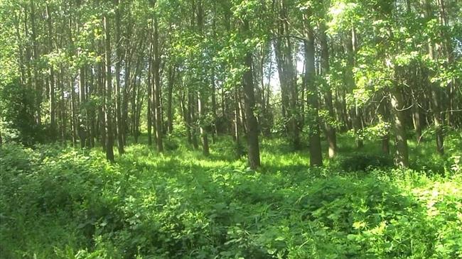 Θ. Σκυλακάκης: Προχωράει η μεταρρύθμιση των δασών