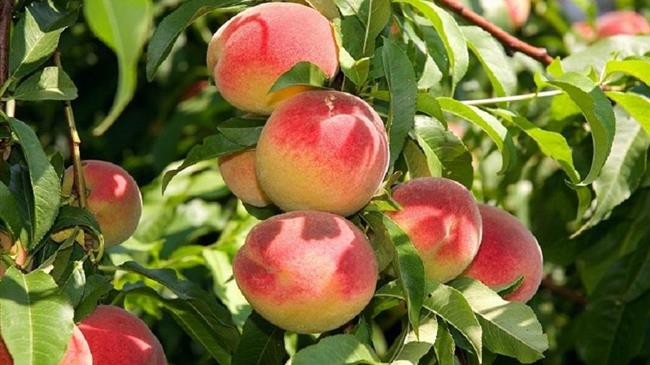 «Κομφούζιο»: Πιστώνονται τα χρήματα στους λογαριασμούς των παραγωγών