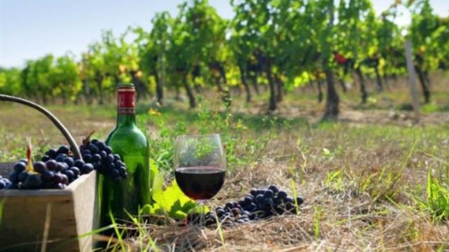 Στο -13% τα γαλλικά κρασιά το 2024, η ακαρπία και ο περονόσπορος μειώνουν τις αποδόσεις