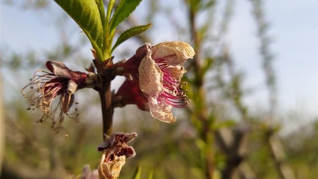 Ημαθία: Ζημιές σε δενδροκαλλιέργειες από τους ανοιξιάτικους παγετούς