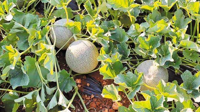 Ασθένειες στα πεπόνια