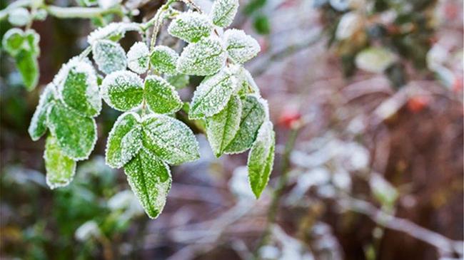 Ολική καταστροφή στις αγροτικές καλλιέργειες Πέλλας και Ημαθίας λόγω παγετού - Τι ζητούν οι αγρότες