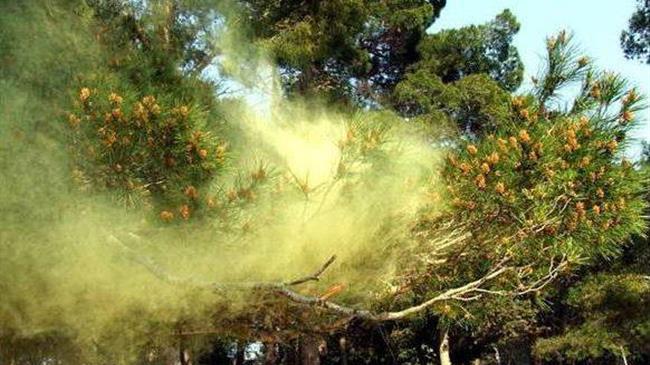 Θεσσαλονίκη: Σταθμός καταγραφής γύρης στη «μάχη» κατά της covid- 19