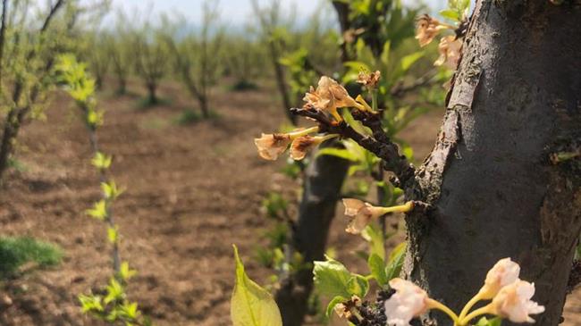 Περιοδεία Λ.Βασιλειάδη σε καλλιέργειες της ανατολικής Αλμωπίας που χτυπήθηκαν από παγετούς