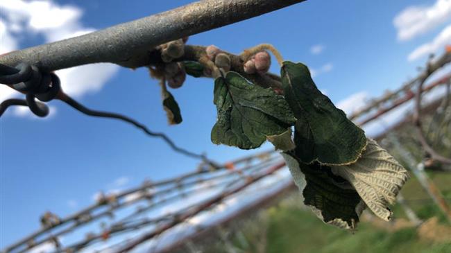 Λάκης Βασιλειάδης: Ολική καταστροφή από νέο παγετό