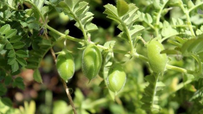 Ασθένειες στα ρεβίθια