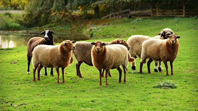 ΑΚΚΕΛ: Σοβιετική επιβολή τιμής αρνιού από τον Άδωνι Γεωργιάδη για να το παίξει φιλολαϊκός στην πλάτη των παραγωγών