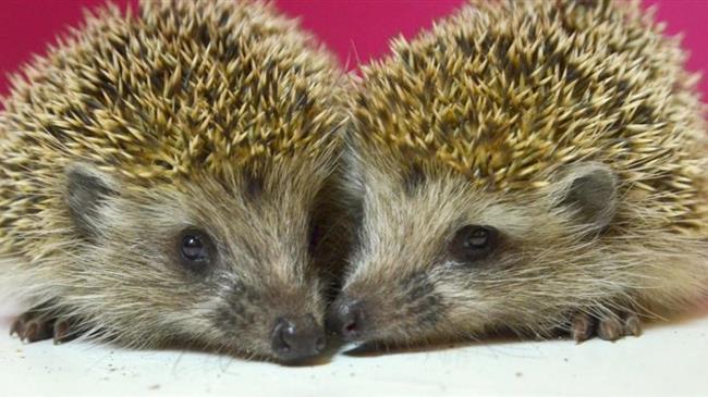 Θεσσαλονίκη: Αναζητείται «σπίτι» για τραυματισμένα σκαντζοχοιράκια