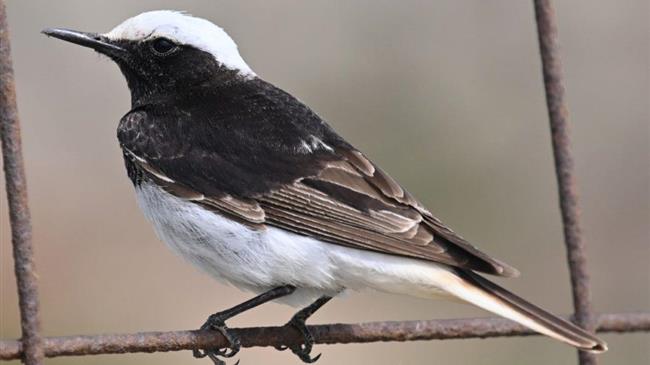 Ένα μοναδικό είδος πουλιού στο Απολιθωμένο Δάσος Λέσβου