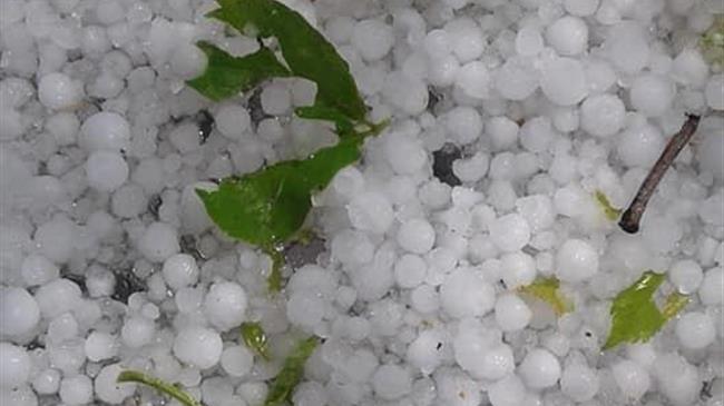 Σοβαρές ζημιές από χαλάζι στα φασόλια Πρέσπας και στα μήλα Καστοριάς