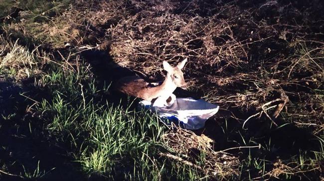 Καστοριά: Γέφυρα σωτηρίας για τη διάσωση ζαρκαδιού