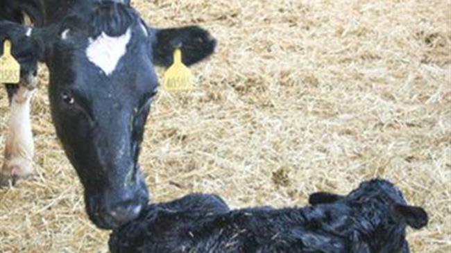 Ολλανδοί αγρότες θα αναγκαστούν να αποχωριστούν τις φάρμες τους