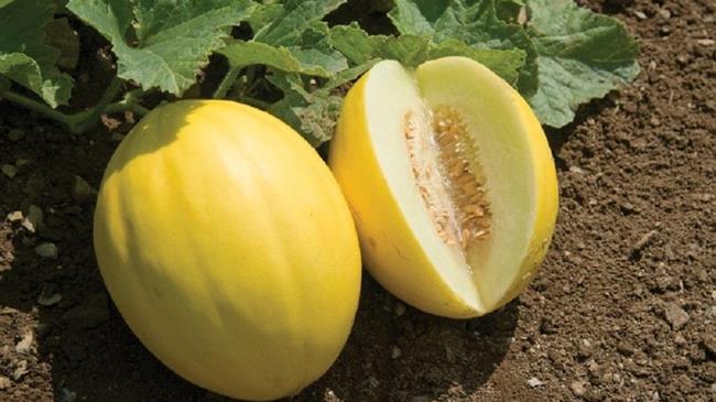 Γεωργικές Προειδοποιήσεις για πεπόνια υπαίθρια