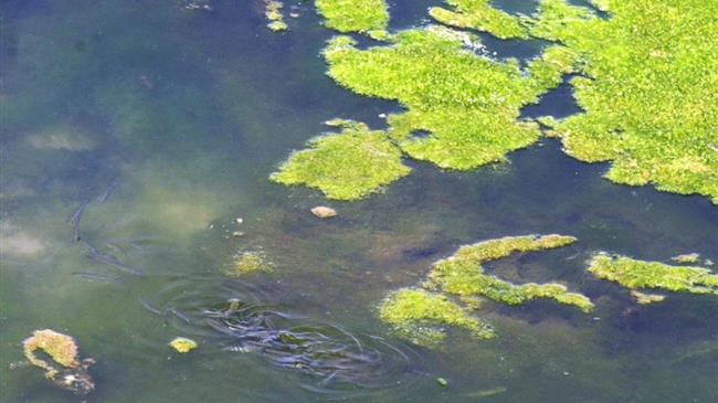 Φυτοπλαγκτόν και μπλε καβούρια ταλαιπωρούν τους αλιείς του Θρακικού Πελάγους